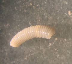 Caecum floridanum