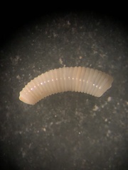Caecum floridanum