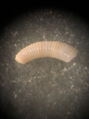 Caecum floridanum