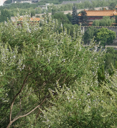 Chinese Chastetree (Vitex negundo)