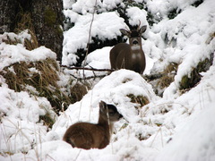 Odocoileus hemionus sitkensis
