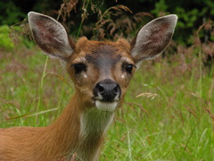 Odocoileus hemionus sitkensis