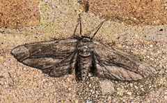 Holochroa dissociarius