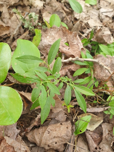 Lowbush Blueberry (Vaccinium angustifolium)