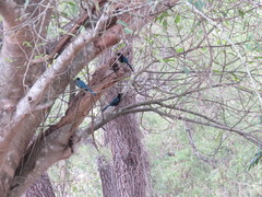 Cyanocorax melanocyaneus