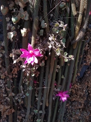 Aporocactus flagelliformis