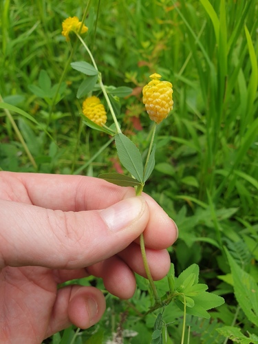 Golden Clover (Trifolium aureum)