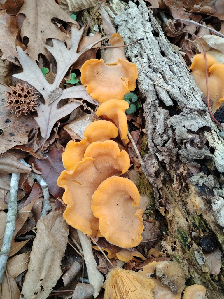 Phyllotopsis nidulans · February 2026 · photo: © pbedell (iNaturalist, cc-by-sa)