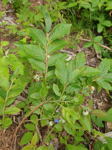 velvetleaf blueberry (Vaccinium myrtilloides)