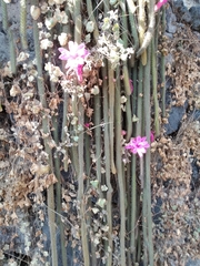 Aporocactus flagelliformis