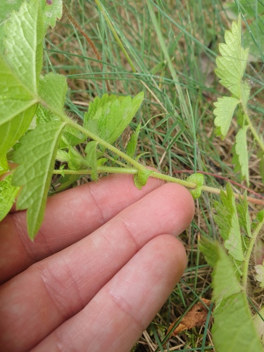 tall hairy agrimony (Agrimonia gryposepala)