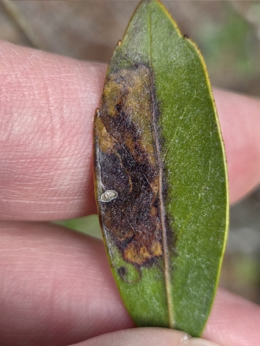Unknown species found near Winslow Township, NJ, USA