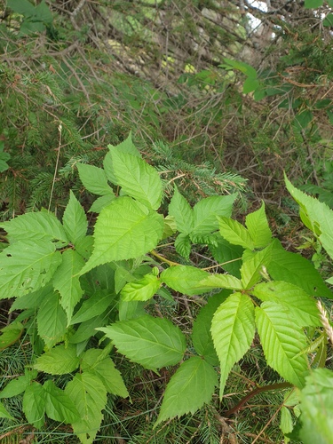 Smooth Blackberry (Rubus canadensis)