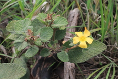 Turnera lamiifolia