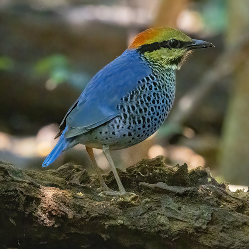 Blue Pitta (Hydrornis cyaneus), photo 9