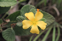 Turnera lamiifolia