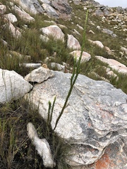 Aspalathus rigidifolia