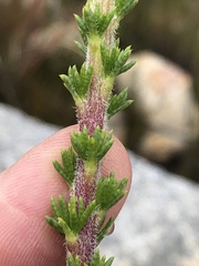 Aspalathus rigidifolia