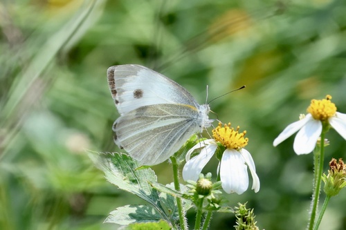 Indian Cabbage White