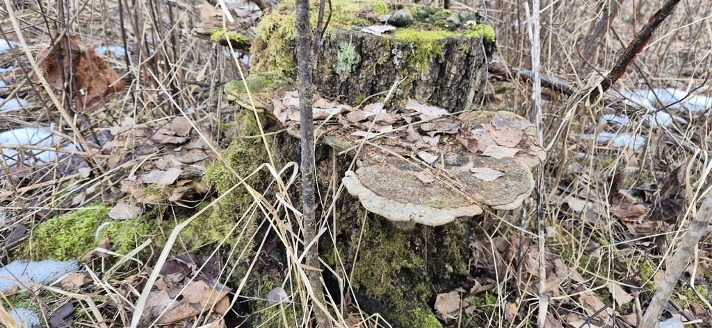 Ganoderma applanatum · March 2026 · photo: © dipterajere (iNaturalist, cc-by)