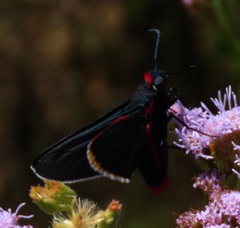 Mysoria barcastus