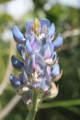 Lupinus velutinus