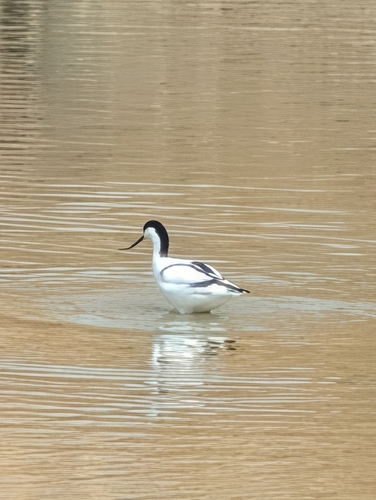Pied Avocet
