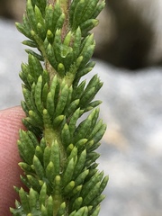 Aspalathus rigidifolia