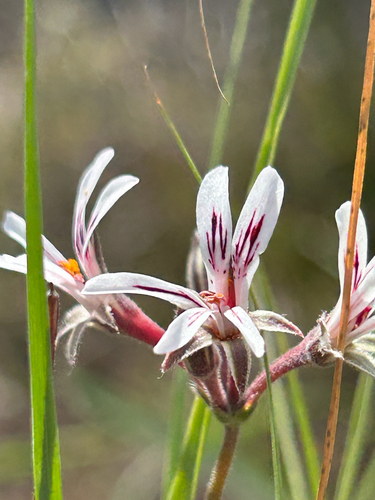 Beardleaf Storksbill (Pelargonium proliferum)