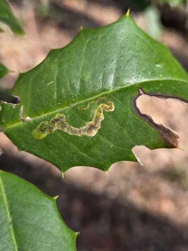 Unknown species found near Winslow Township, NJ, USA