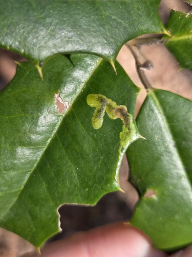 Unknown species found near Winslow Township, NJ, USA