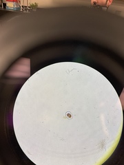 Desmidiaceae