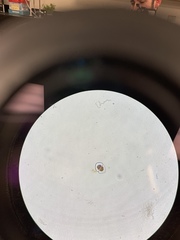Desmidiaceae