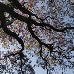 Jacaranda mimosifolia