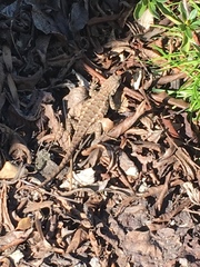 Sceloporus occidentalis