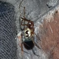 Steatoda triangulosa