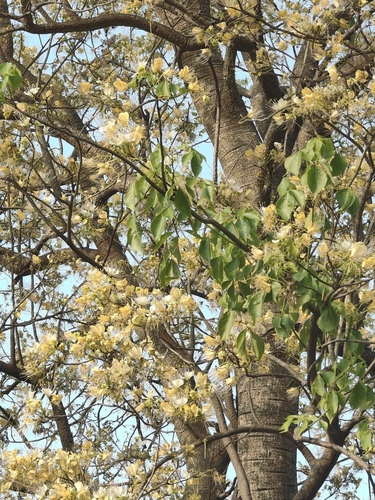 Sacred garlic pear (Crateva religiosa)