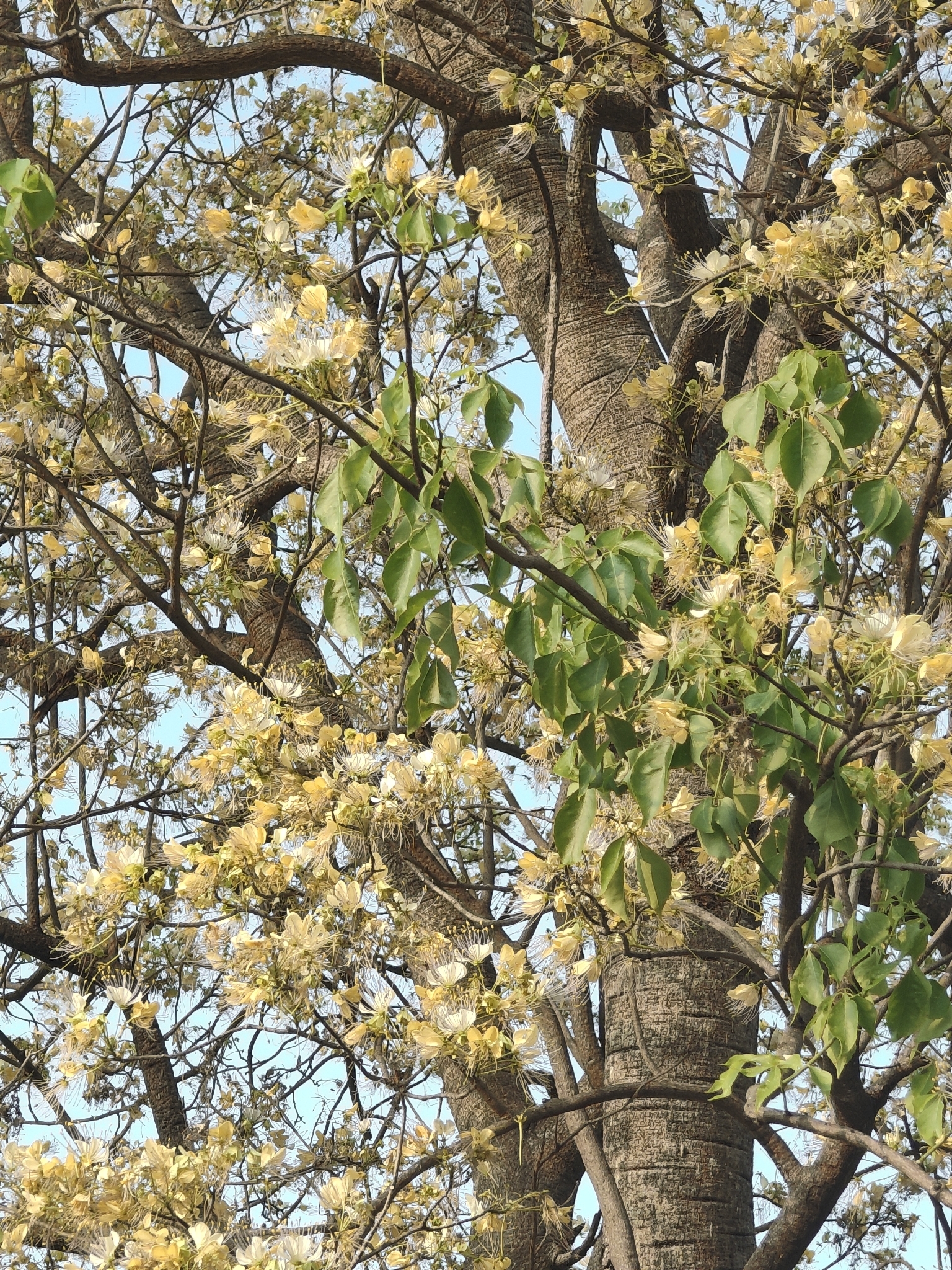 Sacred Garlic Pear (Crateva religiosa)