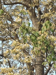 Crateva religiosa