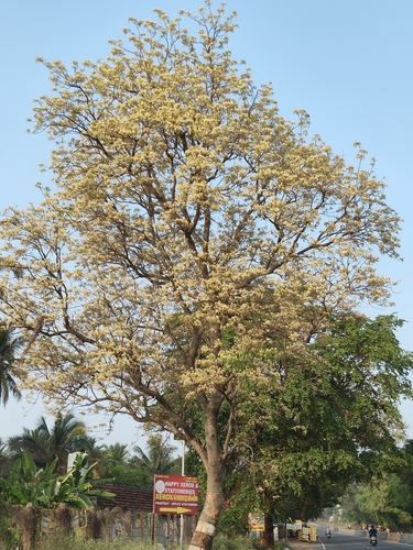 Crateva religiosa, photograph 2