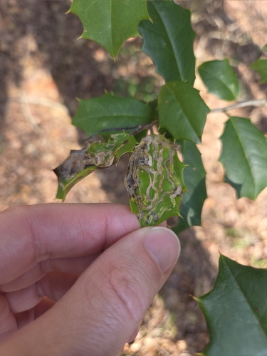 Unknown species found near Winslow Township, NJ, USA