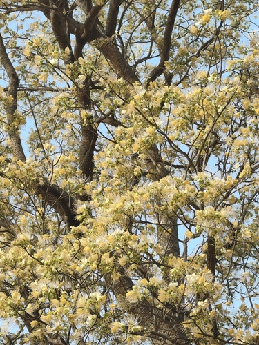 Crateva religiosa, photograph 6