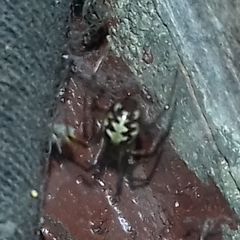 Steatoda triangulosa