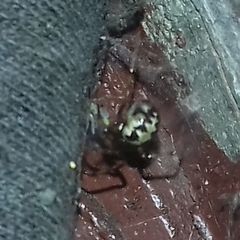 Steatoda triangulosa