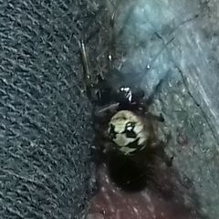 Steatoda triangulosa