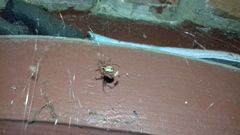 Steatoda triangulosa