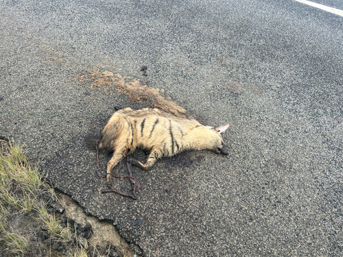 Southern Aardwolf