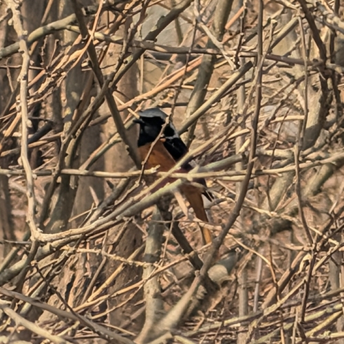 Daurian Redstart