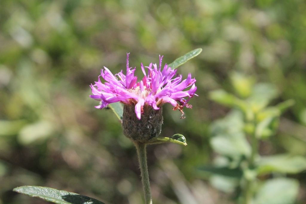 Lessingianthus ligulifolius