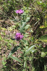 Lessingianthus ligulifolius